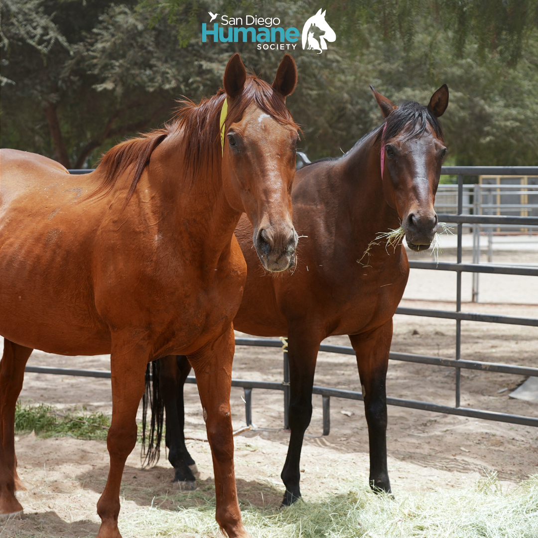 Two horses eating hay at San Diego Humane Society